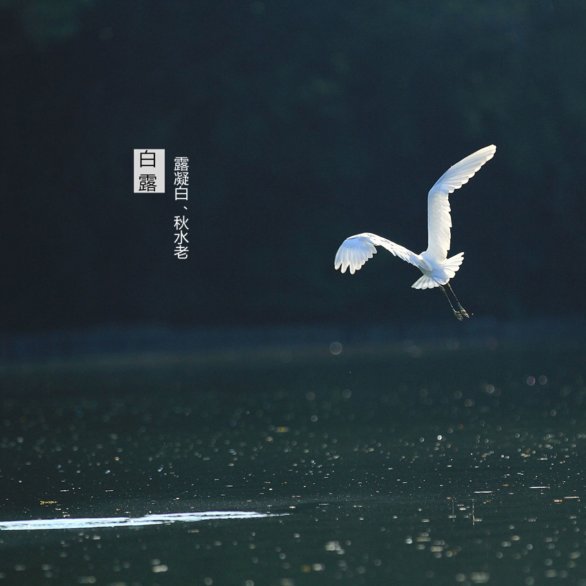 二十四节气白露转秋凉,白露节气落叶知秋凉