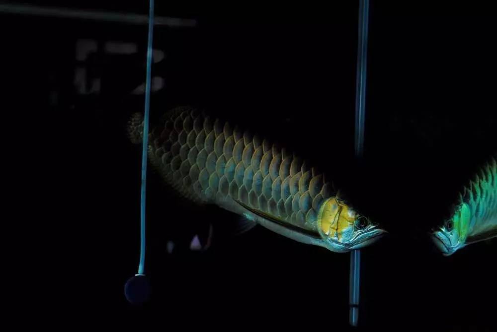 用心养鱼养好鱼,用心养好每一锅汤