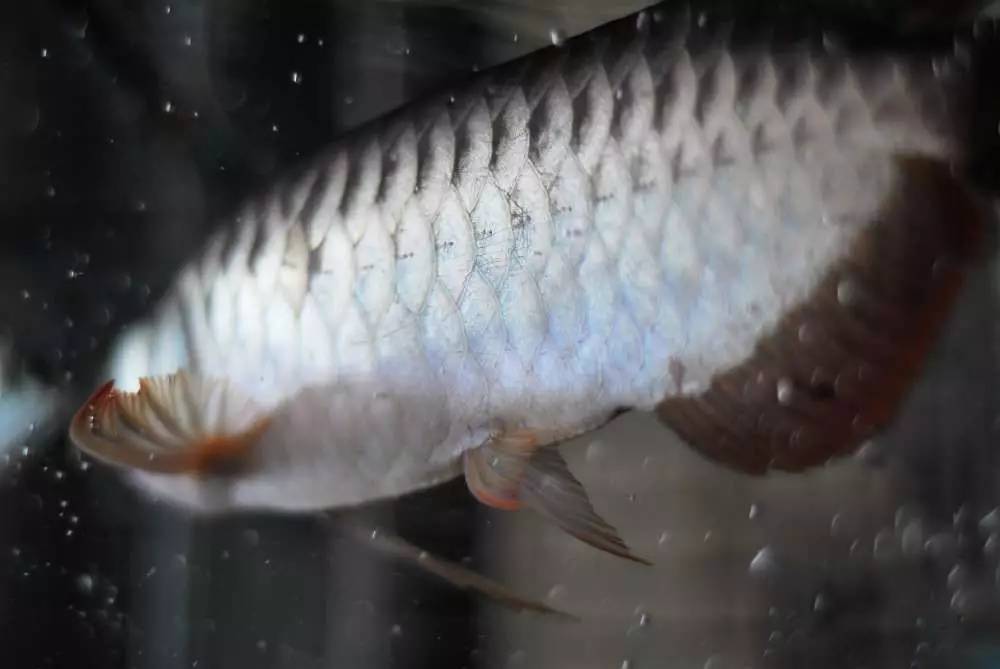 用心养鱼养好鱼,用心养好每一锅汤