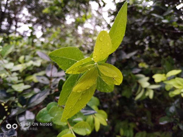 魅蓝note6拍照为什么那么好看,魅蓝note6拍照好吗