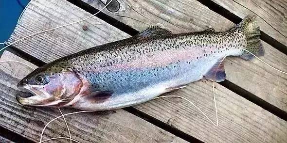 你还在给宝宝吃这种鱼吗,宝宝鳕鱼选择