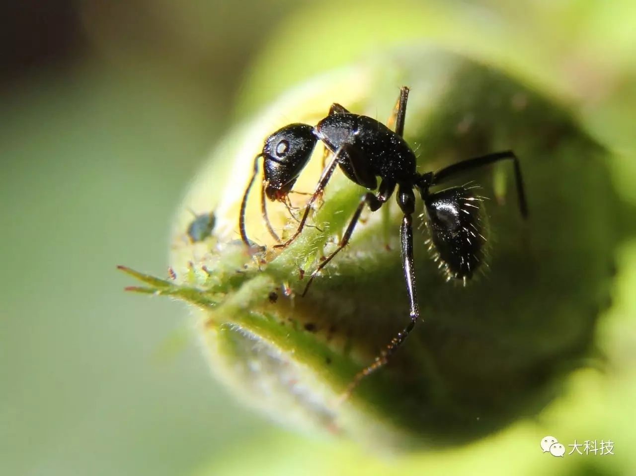 碰到动物如何自救,遇到动物怎么办