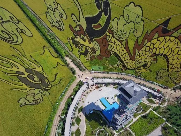 沈阳有稻梦空间吗,沈阳稻梦空间的水稻