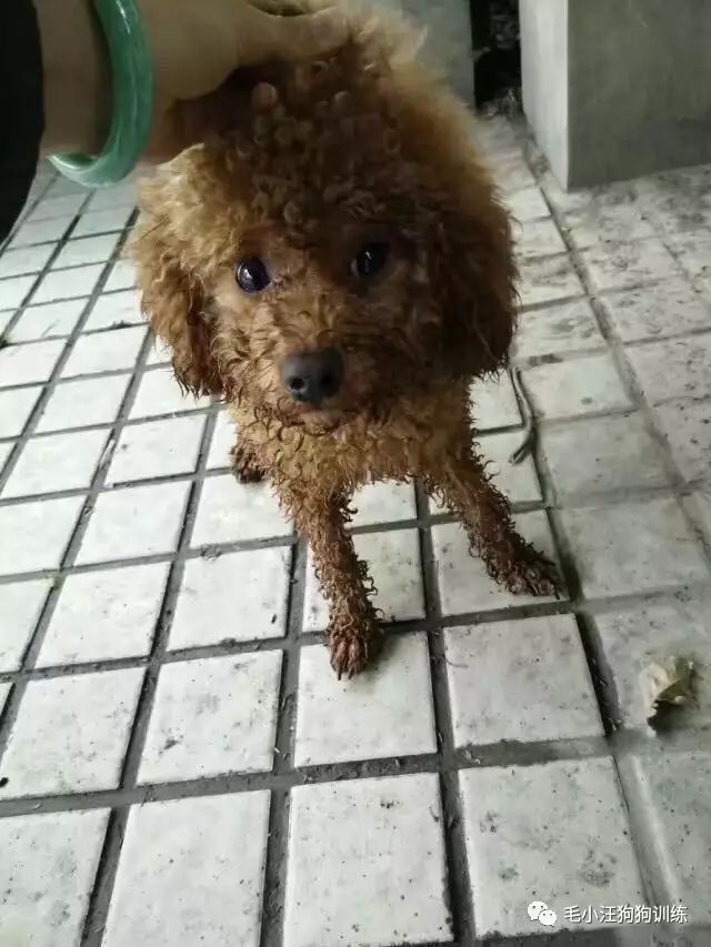 小泰迪第一次外出,小泰迪到新家