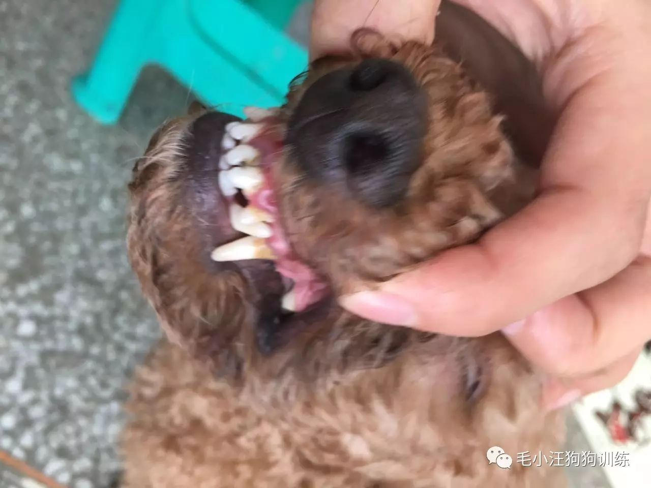 小泰迪第一次外出,小泰迪到新家