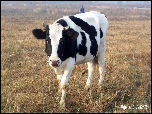 七夕节专属动物,七夕节有什么物种