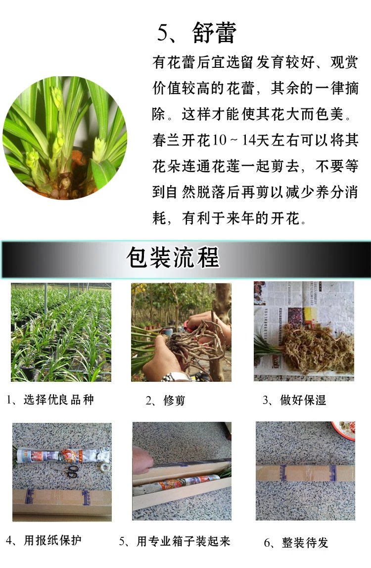 建兰富山奇蝶两片叶子能开花吗,建兰梨山狮王与富山奇蝶哪个好