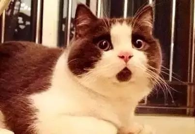 治愈系猫日常,治愈吸猫