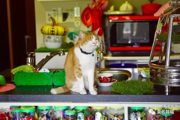 “黑暗系卡哇伊”是什么风格？樋口裕子（YukoHiguchi）笔下的猫咪异想世界