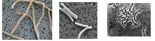 好贵的高档酸奶,贵酸奶和便宜酸奶的区别