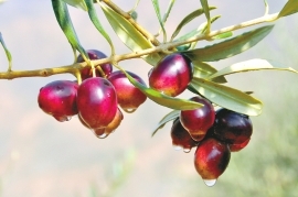 陇南市现代农业,加大投入力度促进农业高质量发展