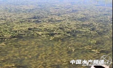 小龙虾养殖必备水草有哪些,小龙虾水草挂脏了怎么处理