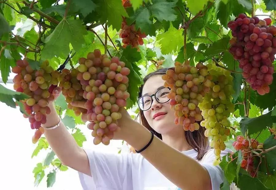 孟津土特产有哪些图片和名字,孟津特产必买清单