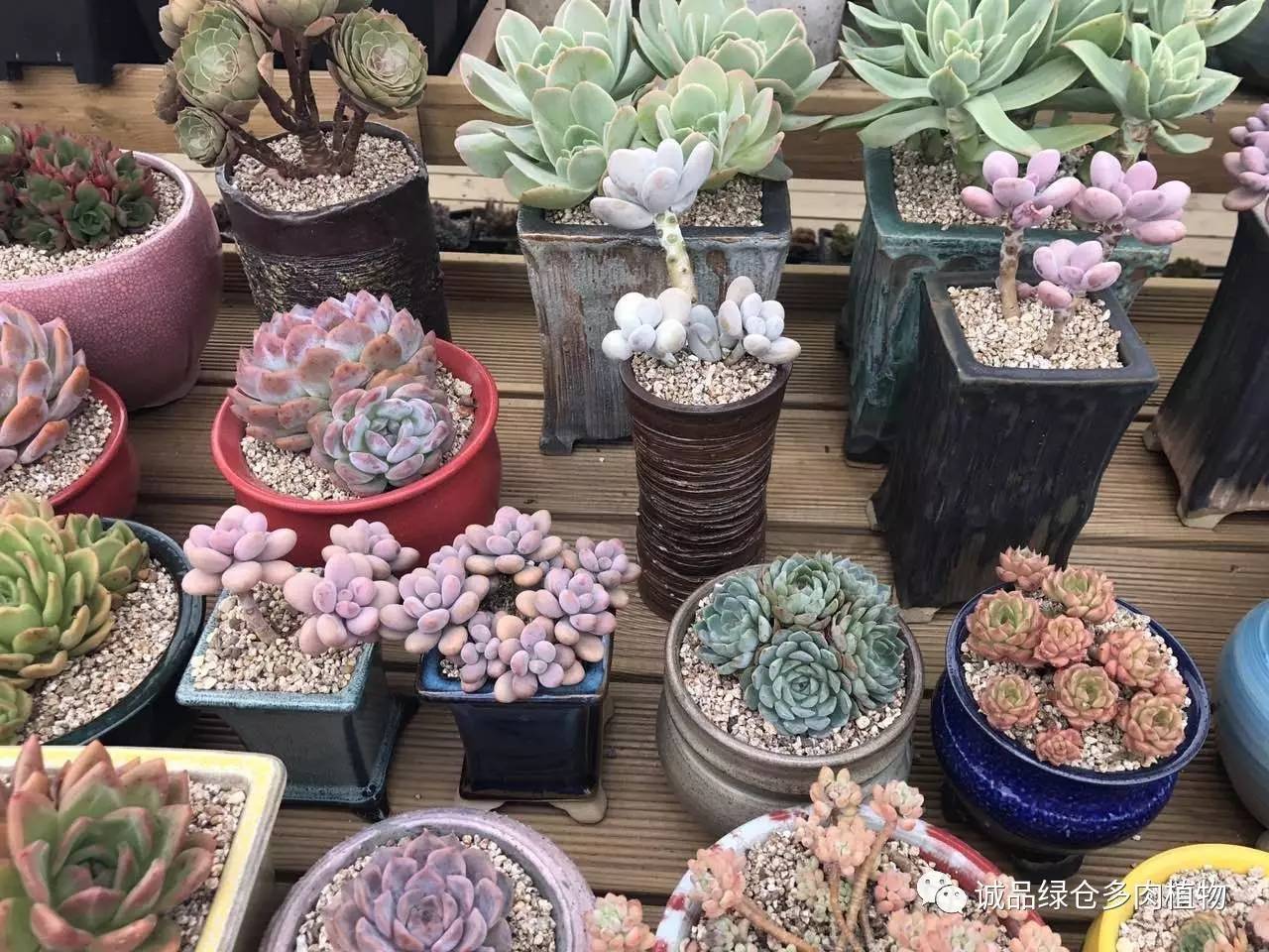 秀肉肉｜本周韩国肉肉直播图集