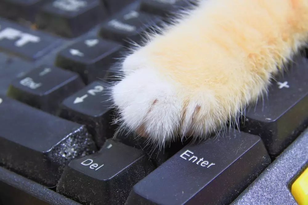 电脑上显示一只猫敲键盘,怎样用手机键盘打出一只猫