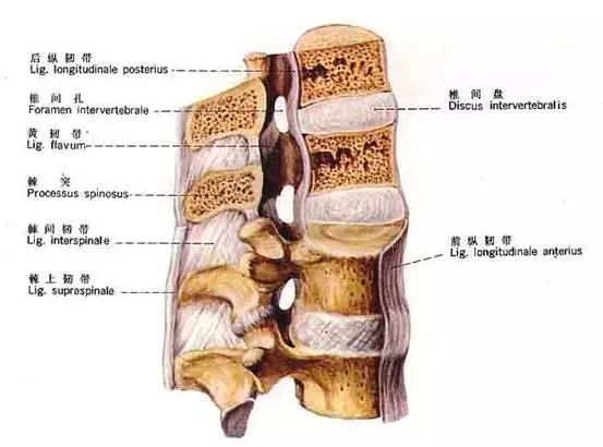 第917期｜骨架与平衡！人体架子是练好太极拳的大问题（推荐阅读）