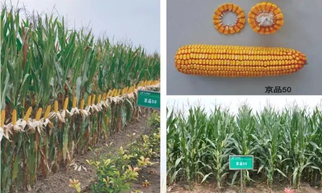 2019年农业部推广的玉米新品种,2022年国家审定的玉米新品种
