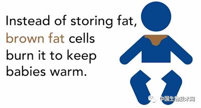 减肥贴的正确方式,减肥要贴什么穴位