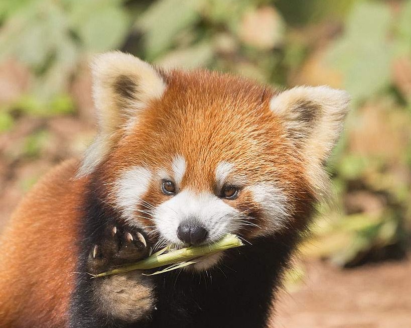 小熊猫越狱完全版视频,小熊猫越狱被抓到