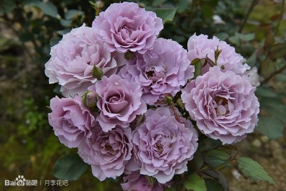 蓝紫色的爬藤月季有哪些品种,天狼蓝紫色月季哪款最优秀