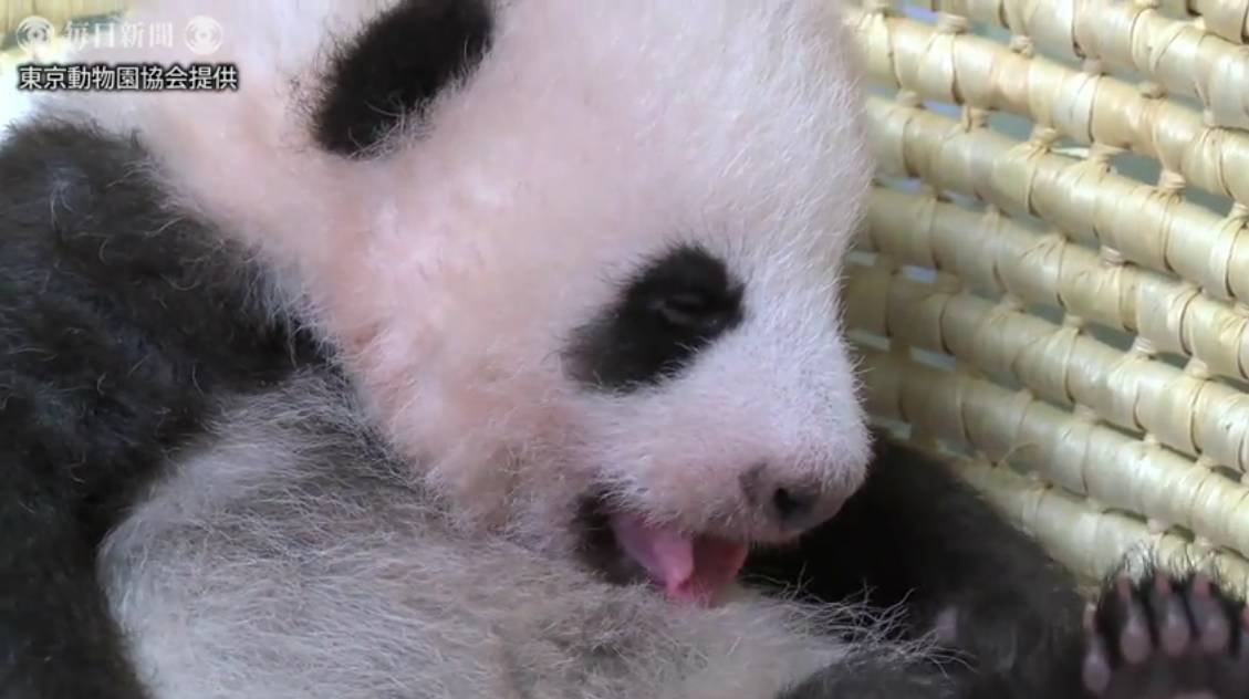 熊猫宝宝起名字是怎么由来的,2021年所有熊猫宝宝名字