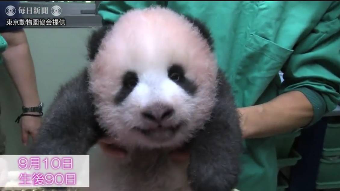 熊猫宝宝起名字是怎么由来的,2021年所有熊猫宝宝名字