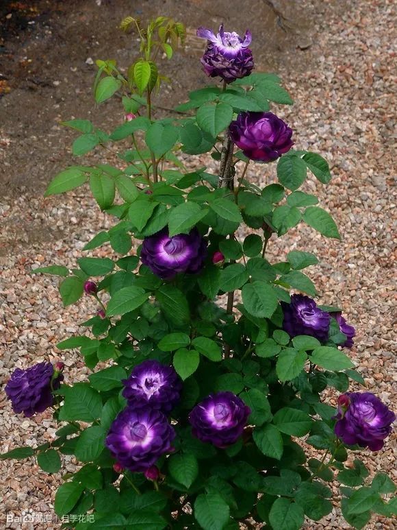 蓝紫色的爬藤月季有哪些品种,天狼蓝紫色月季哪款最优秀