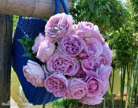 蓝紫色的爬藤月季有哪些品种,天狼蓝紫色月季哪款最优秀