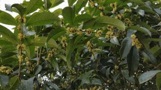 吃过桂花美食才不辜负江苏的秋天,苏州特色桂花