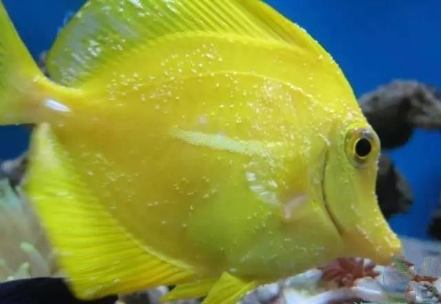 海水盐度降低能够治小白点吗,海水白点虫多少温度能杀死