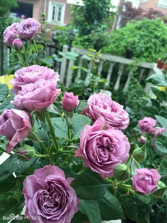 蓝紫色的爬藤月季有哪些品种,天狼蓝紫色月季哪款最优秀
