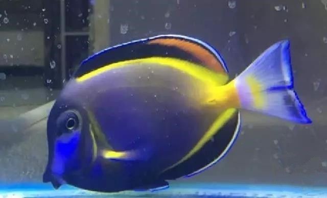 海水盐度降低能够治小白点吗,海水白点虫多少温度能杀死