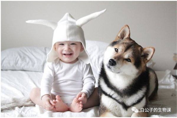 狗狗养护知识如何防止对狗狗过敏,对狗狗过敏的症状及治疗方法