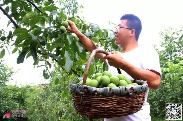 天水市委常委、副市长李晓东：我家门前清水流，漫山遍野鲜核桃！