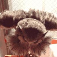 囧吐槽：社会我哈哥，狗怂话还多