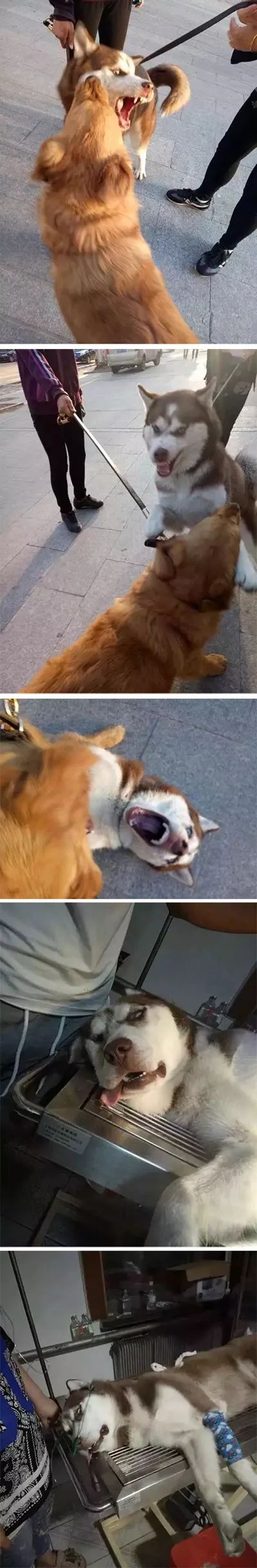 囧吐槽：社会我哈哥，狗怂话还多