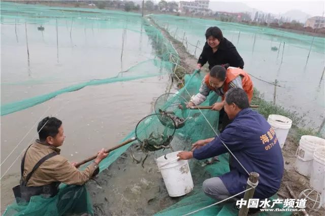 80后小伙返乡养泥鳅莲藕年入百万,80后小伙养泥鳅年销7千万