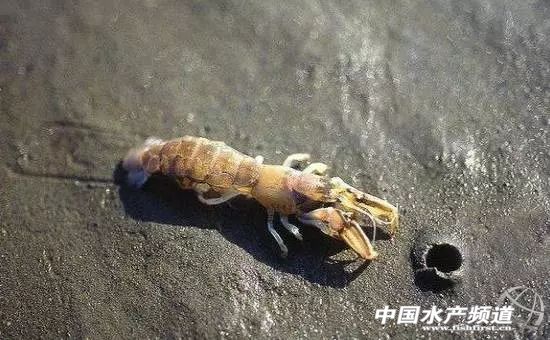 虾类有几千种，你又认识几种？