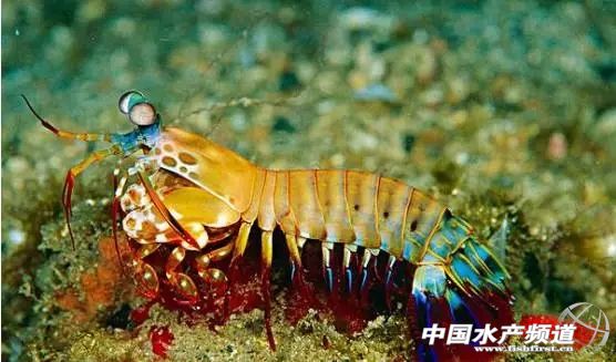 虾类有几千种，你又认识几种？