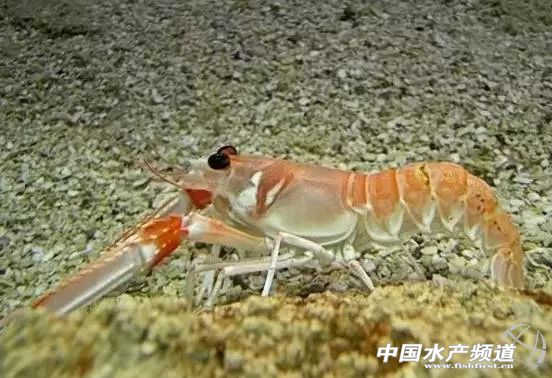 虾类有几千种，你又认识几种？