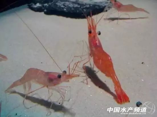 虾类有几千种，你又认识几种？