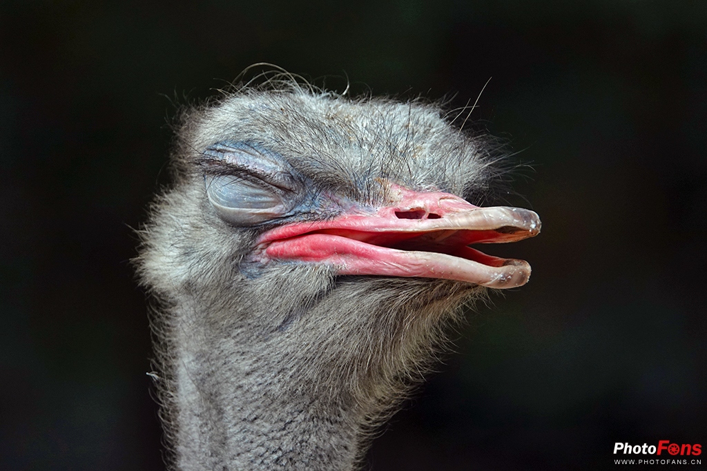 索尼黑卡rx10m4测评,索尼黑卡rx10五代