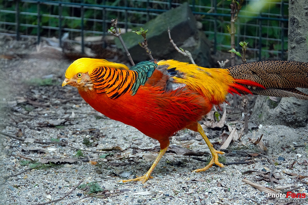 索尼黑卡rx10m4测评,索尼黑卡rx10五代