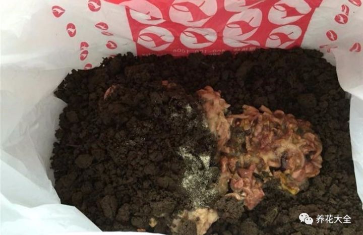 铜钱草和绿萝能一起在鱼缸养吗,绿萝和铜钱草好养活吗图片