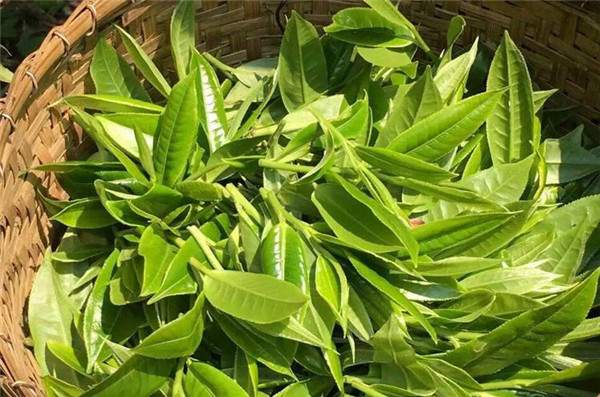 南糯山古树普洱茶第一村,南糯山古树茶在普洱茶的地位