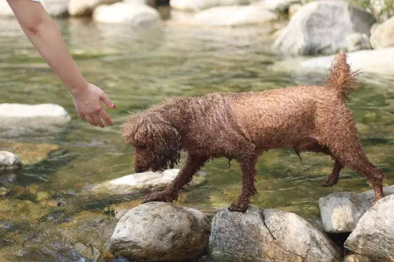 活动回顾｜随欧帝亿遛狗圣地撒花跑，铁锅灶台鱼可劲儿造回顾