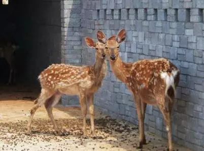 银杏舞，醉深秋｜送您最新赏杏精品自驾游线路！