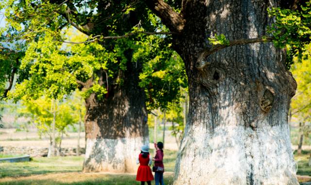 银杏舞，醉深秋｜送您最新赏杏精品自驾游线路！