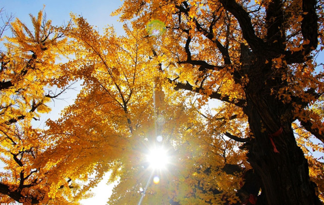 银杏舞，醉深秋｜送您最新赏杏精品自驾游线路！