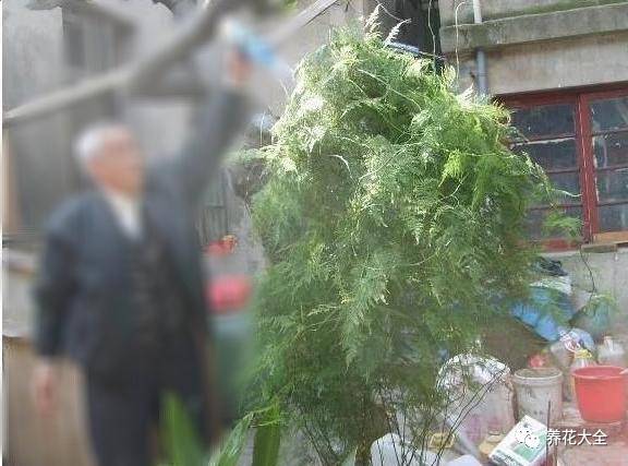 铜钱草和绿萝能一起在鱼缸养吗,绿萝和铜钱草好养活吗图片